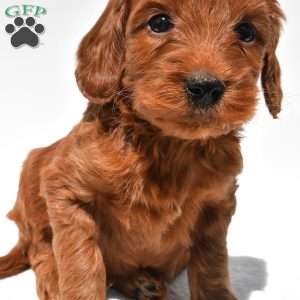 Teddy, Mini Goldendoodle Puppy