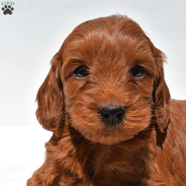 Teddy, Mini Goldendoodle Puppy