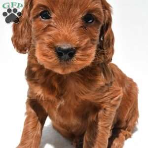 Teddy, Mini Goldendoodle Puppy