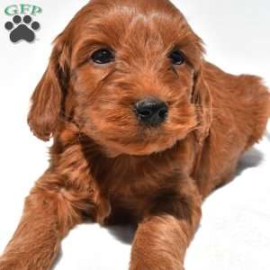 Teddy, Mini Goldendoodle Puppy