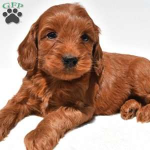 Teddy, Mini Goldendoodle Puppy