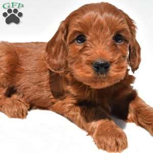 Teddy, Mini Goldendoodle Puppy