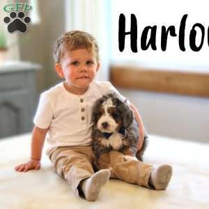 Harlow, Mini Bernedoodle Puppy