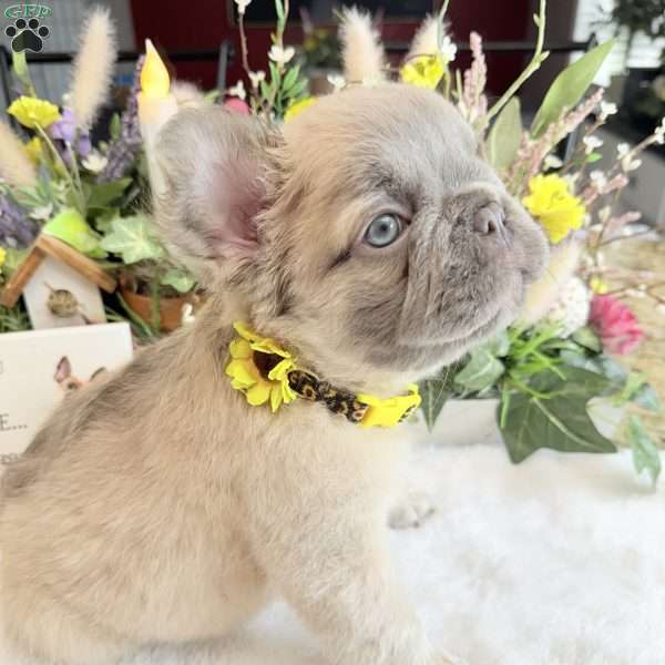 Yoshi, French Bulldog Puppy