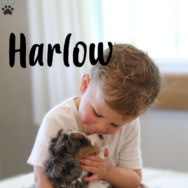 Harlow, Mini Bernedoodle Puppy