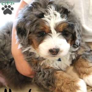Harlow, Mini Bernedoodle Puppy