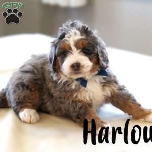 Harlow, Mini Bernedoodle Puppy