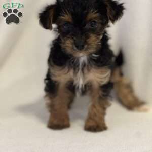 Teresa, Yorkie Poo Puppy