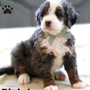 Fletcher, Mini Bernedoodle Puppy