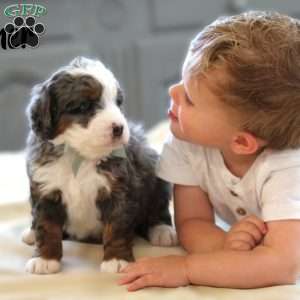 Fletcher, Mini Bernedoodle Puppy