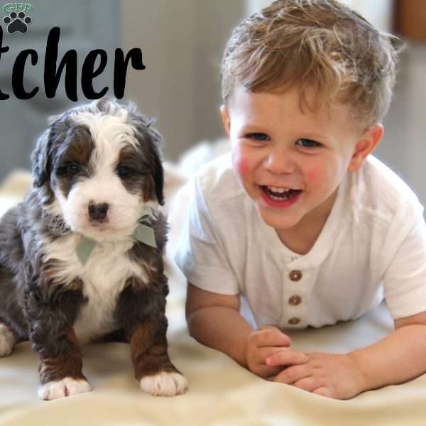 Fletcher, Mini Bernedoodle Puppy