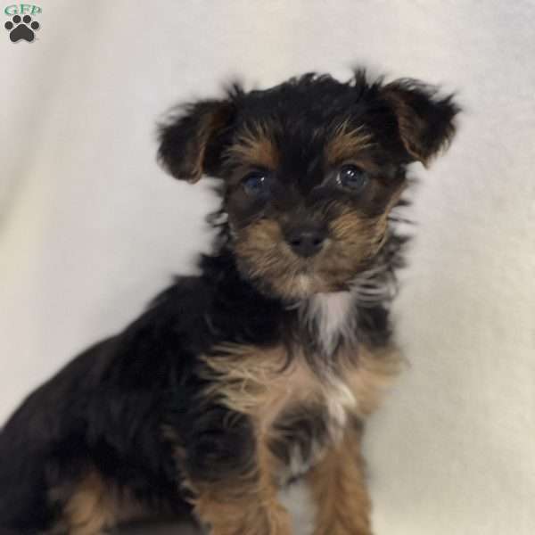 Teresa, Yorkie Poo Puppy