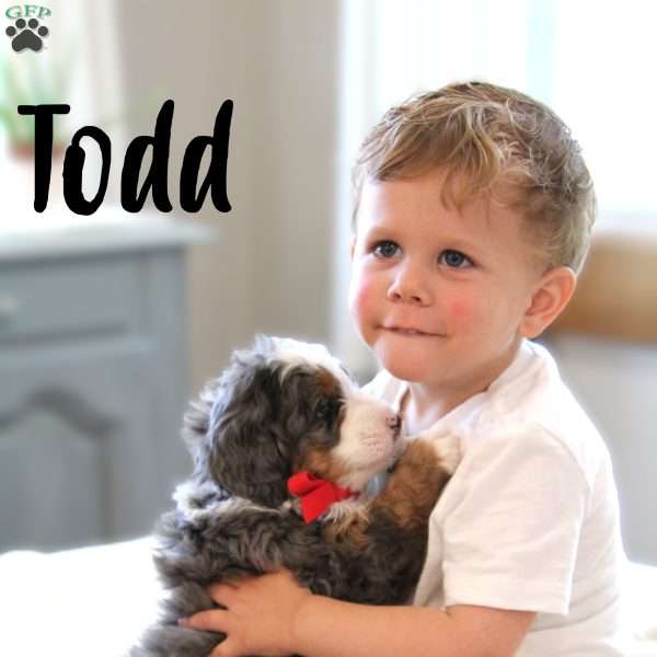 Todd, Mini Bernedoodle Puppy
