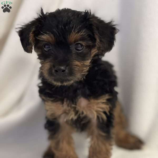 Taki, Yorkie Poo Puppy