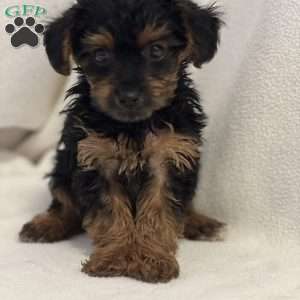 Taki, Yorkie Poo Puppy