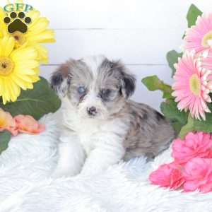 Cassidy, Miniature Poodle Mix Puppy