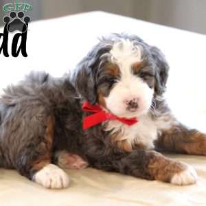 Todd, Mini Bernedoodle Puppy