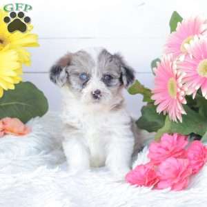 Cassidy, Miniature Poodle Mix Puppy