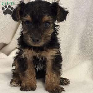Toby, Yorkie Poo Puppy