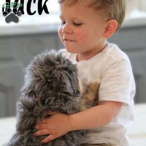 Jack, Mini Bernedoodle Puppy