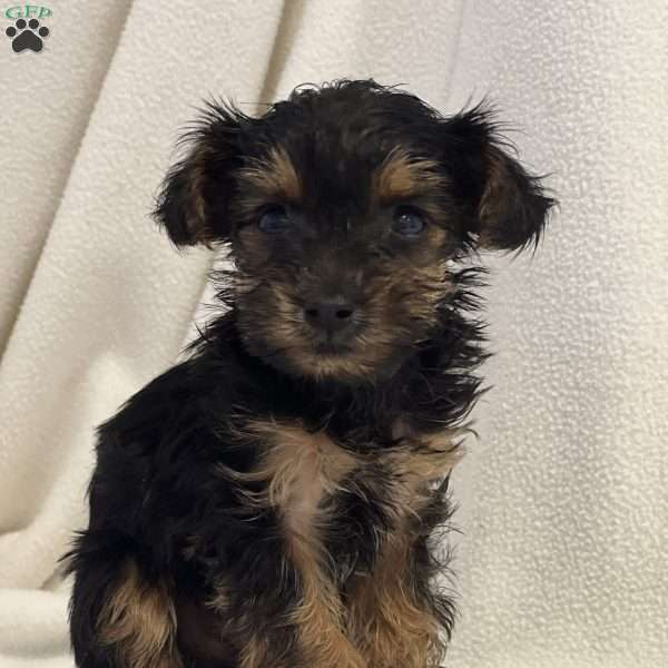 Toby, Yorkie Poo Puppy