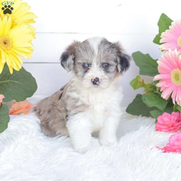 Cassidy, Miniature Poodle Mix Puppy