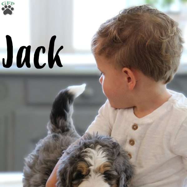 Jack, Mini Bernedoodle Puppy