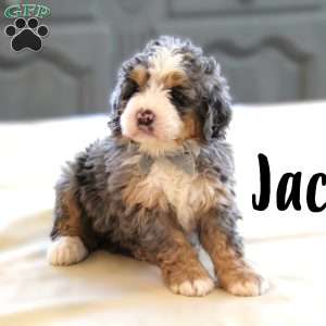 Jack, Mini Bernedoodle Puppy