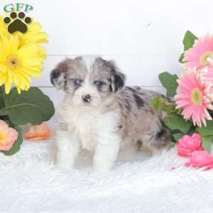 Cassidy, Miniature Poodle Mix Puppy