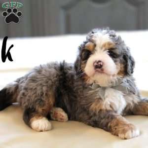 Jack, Mini Bernedoodle Puppy