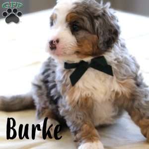 Burke, Mini Bernedoodle Puppy