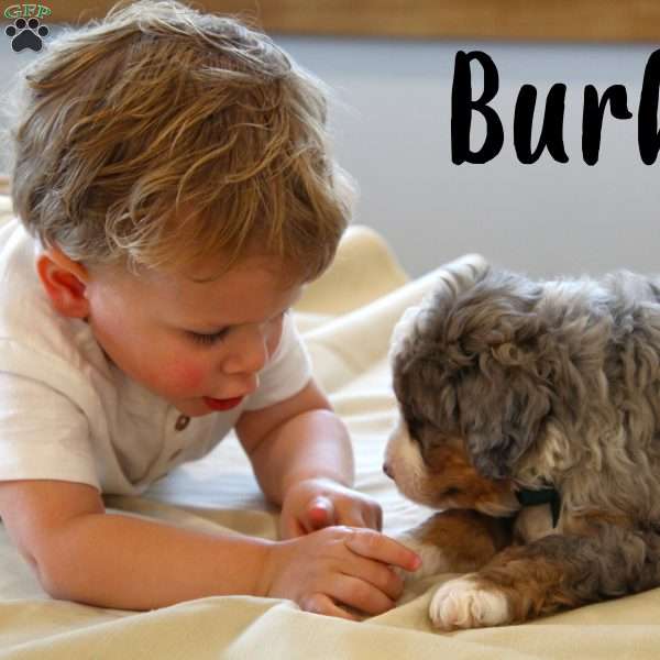 Burke, Mini Bernedoodle Puppy