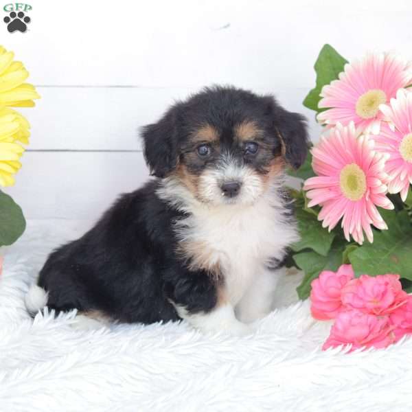 Callie, Miniature Poodle Mix Puppy