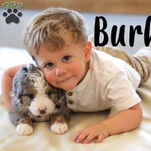 Burke, Mini Bernedoodle Puppy