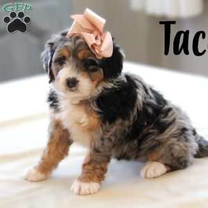 Tacey, Mini Bernedoodle Puppy
