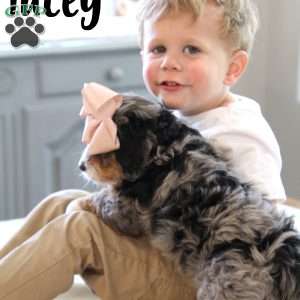 Tacey, Mini Bernedoodle Puppy