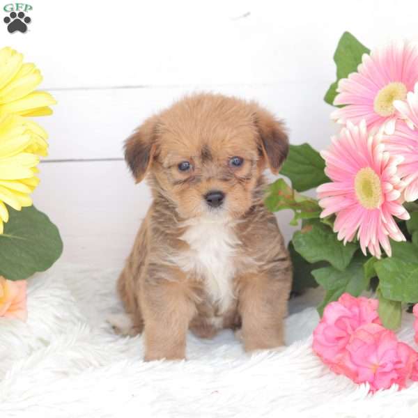 Chloe, Miniature Poodle Mix Puppy