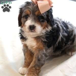 Tacey, Mini Bernedoodle Puppy