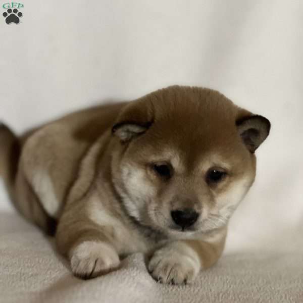 Kelsey, Shiba Inu Puppy
