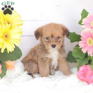 Chloe, Miniature Poodle Mix Puppy