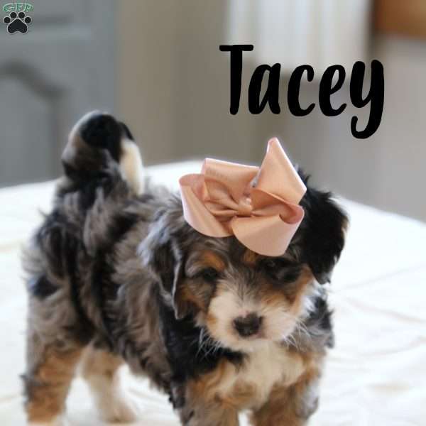 Tacey, Mini Bernedoodle Puppy