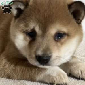 Kelsey, Shiba Inu Puppy