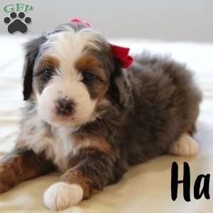 Halli, Mini Bernedoodle Puppy