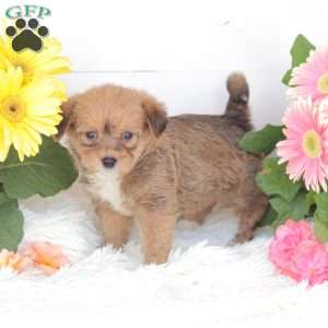 Chloe, Miniature Poodle Mix Puppy