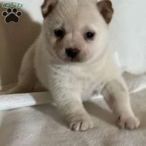 Kisses, Shiba Inu Puppy