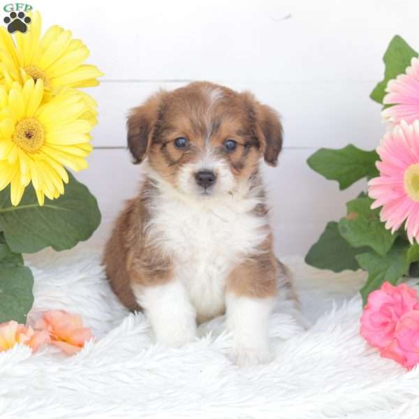 Chase, Miniature Poodle Mix Puppy