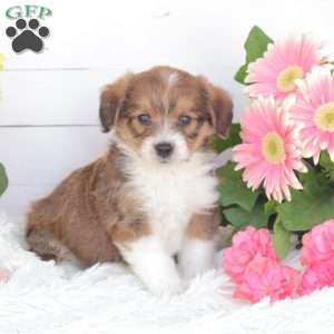 Chase, Miniature Poodle Mix Puppy
