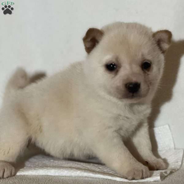 Kisses, Shiba Inu Puppy