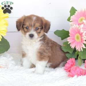 Chase, Miniature Poodle Mix Puppy