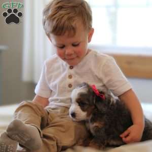 Halli, Mini Bernedoodle Puppy